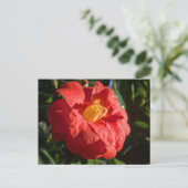 Rode Camelia. Bute Park, Cardiff, Wales Briefkaart (Staand voorkant)
