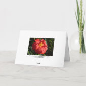 Rode Camelia. Bute Park, Cardiff, Wales Kaart (Achterkant)