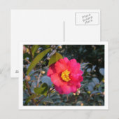 rode camellia bloem briefkaart (Voorkant / Achterkant)