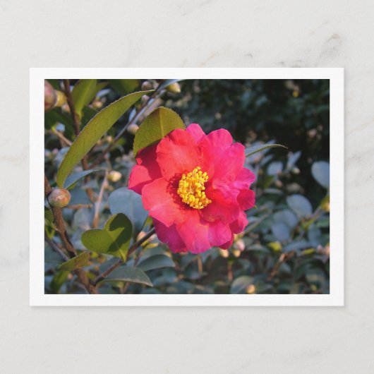 rode camellia bloem briefkaart (Voorkant)