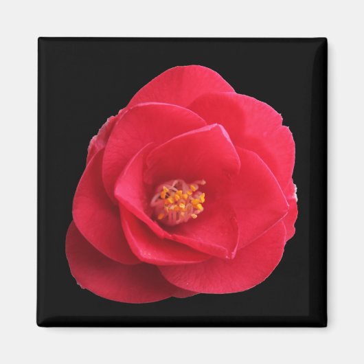 rode camellia bloem magneet (Voorkant)