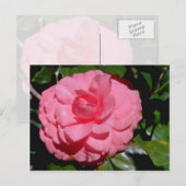 Rode Camellia, japonica-bloemen Briefkaart (Voorkant / Achterkant)