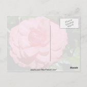 Rode Camellia, japonica-bloemen Briefkaart (Achterkant)
