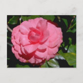 Rode Camellia, japonica-bloemen Briefkaart (Voorkant)