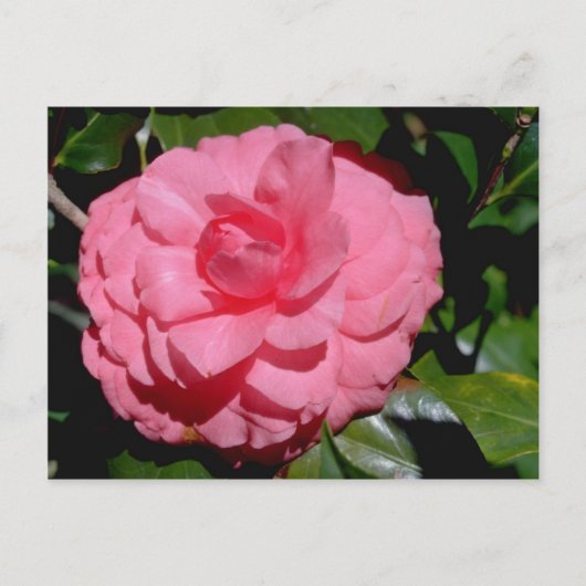 Rode Camellia, japonica-bloemen Briefkaart (Voorkant)