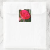 Rode Camellia-Stickers Vierkante Sticker (Tas)