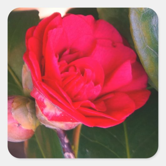 Rode Camellia-Stickers Vierkante Sticker (Voorkant)