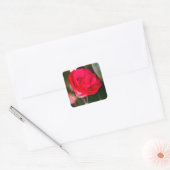 Rode Camellia-Stickers Vierkante Sticker (Envelop)