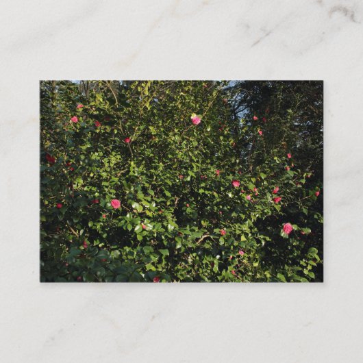 Rode Camellia Struik Visitekaartje (Voorkant)