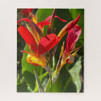 Rode Canna lelie, Oakland Legpuzzel