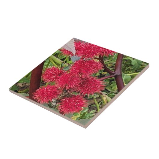 Rode Castor Bean Plant Seed Pods Tegeltje (Zijkant)