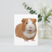 rode cavia briefkaart (Staand voorkant)