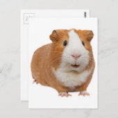 rode cavia briefkaart (Voorkant / Achterkant)