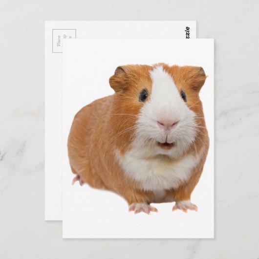 rode cavia briefkaart (Voorkant / Achterkant)