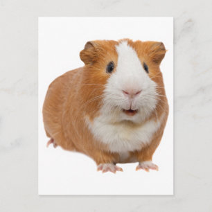 rode cavia briefkaart