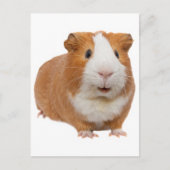 rode cavia briefkaart (Voorkant)