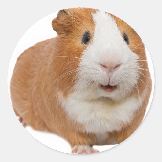 rode cavia ronde sticker (Voorkant)