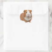 rode cavia vierkante sticker (Tas)