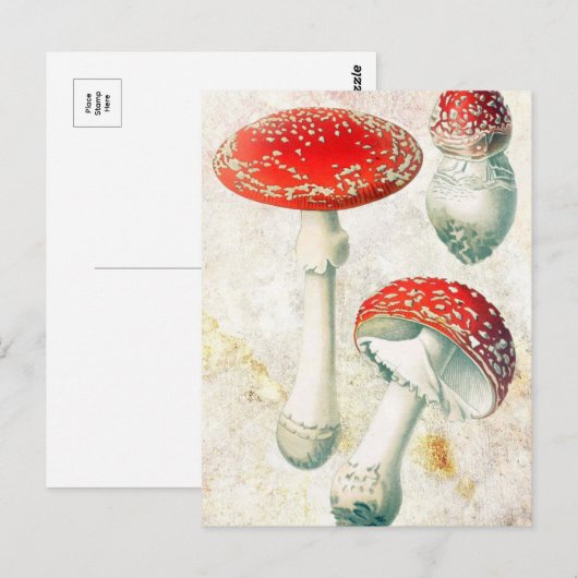 Rode champignons, morel, verzwakt achtergrond briefkaart (Voorkant / Achterkant)