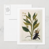Rode Chili (kleurengravure) Briefkaart (Voorkant / Achterkant)