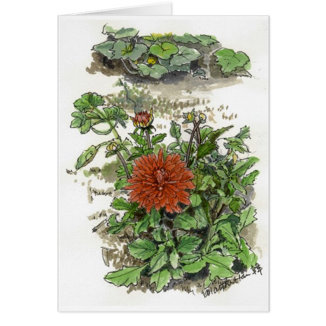 Rode chrysanthemum (Voorkant)