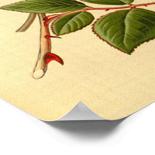  Rode Citroengele Bloementhee Roos Safrano Poster (Hoek)