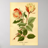  Rode Citroengele Bloementhee Roos Safrano Poster (Voorkant)