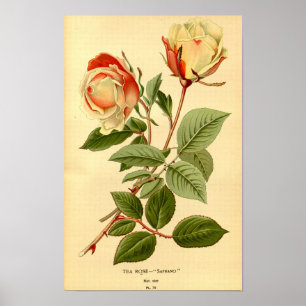  Rode Citroengele Bloementhee Roos Safrano Poster