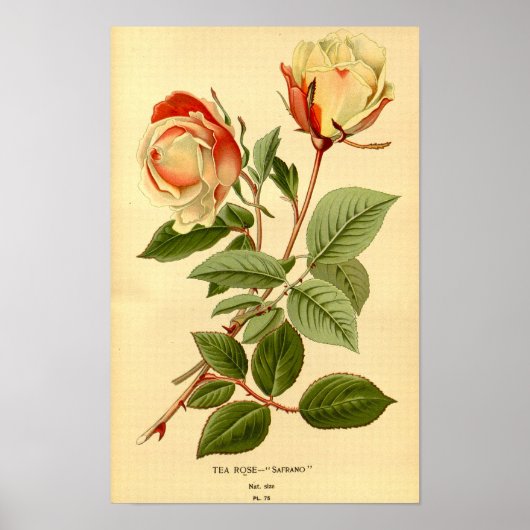Rode Citroengele Bloementhee Roos Safrano Poster (Voorkant)