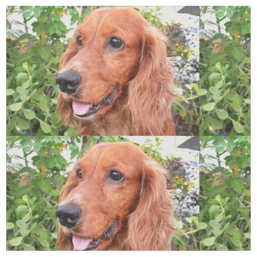 rode cocker-spaniel-.png stof (Close Up)