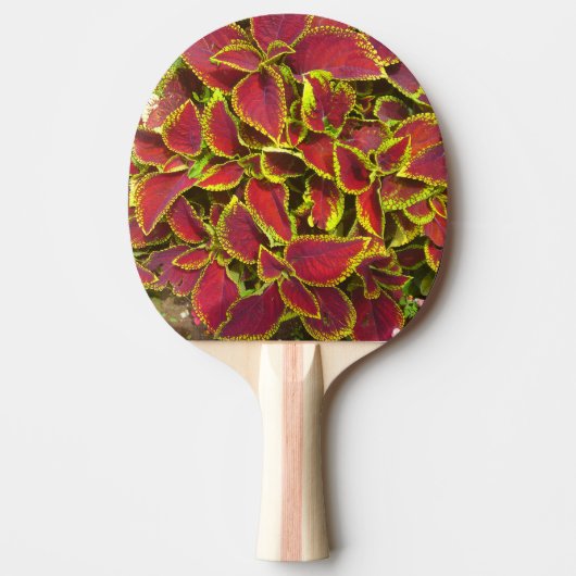 Rode Coleus Bloem Ping Pong Bat Tafeltennisbatje (Voorkant)