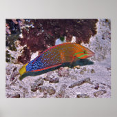 Rode coris poster (Voorkant)