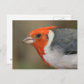 Rode Crested Kardinaal Briefkaart (Voorkant / Achterkant)