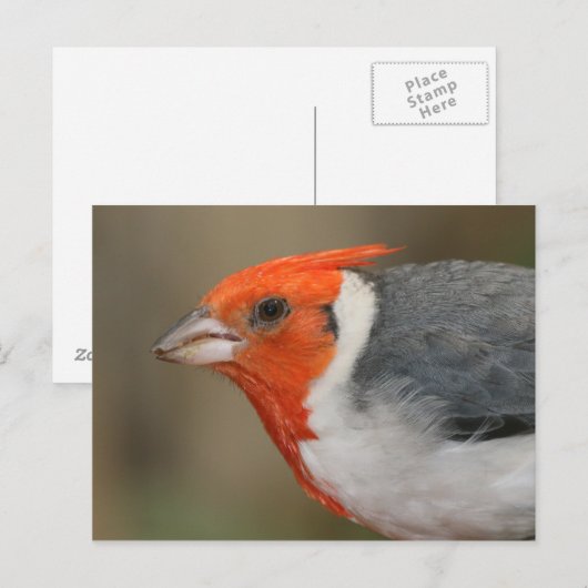 Rode Crested Kardinaal Briefkaart (Voorkant / Achterkant)