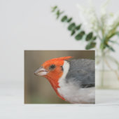 Rode Crested Kardinaal Briefkaart (Staand voorkant)