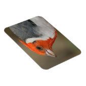 Rode Crested Kardinaal Magneet (Rechterzijde)