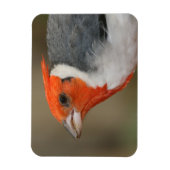 Rode Crested Kardinaal Magneet (Verticaal)