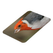 Rode Crested Kardinaal Magneet (Linkerzijde)