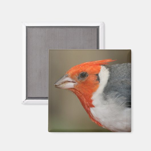 Rode Crested Kardinaal Magneet (Voorkant / Achterkant)