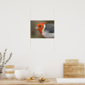 Rode Crested Kardinaal Poster (Keuken)