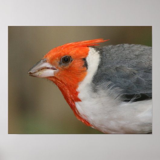 Rode Crested Kardinaal Poster (Voorkant)