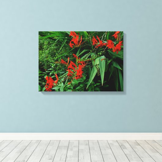 Rode Crocosmia in Bloom Canvas Afdruk (Insitu (Houten vloer))