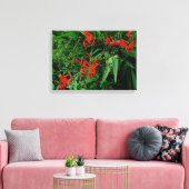Rode Crocosmia in Bloom Canvas Afdruk (Insitu (Woonkamer))