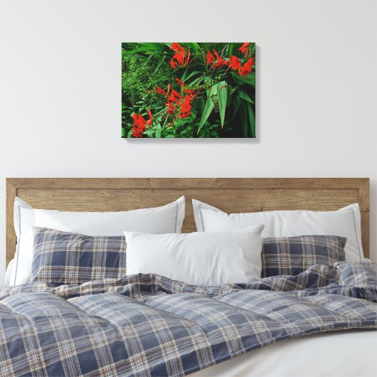 Rode Crocosmia in Bloom Canvas Afdruk (Insitu (Slaapkamer))