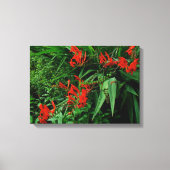 Rode Crocosmia in Bloom Canvas Afdruk (Voorkant)