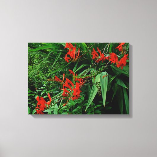Rode Crocosmia in Bloom Canvas Afdruk (Voorkant)