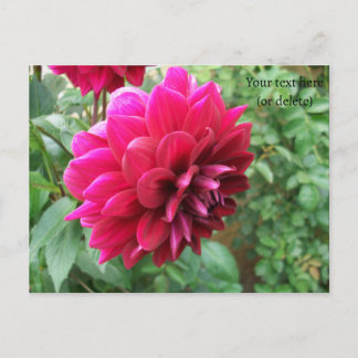 Rode dahlia bloem, knop, foto, groen, cycromeen briefkaart