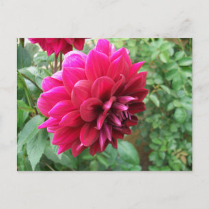 Rode dahlia bloem, knop, foto, groen, cycromeen uitnodiging briefkaart