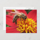 (Rode) dahlia Briefkaart (Voorkant / Achterkant)