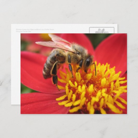 (Rode) dahlia Briefkaart (Voorkant / Achterkant)